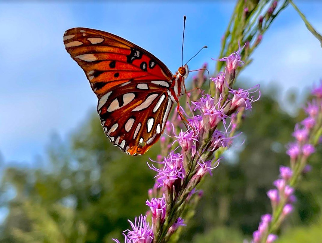   Prairie Creek Conservation Cemetery    The Natural Choice   352-336-5910 