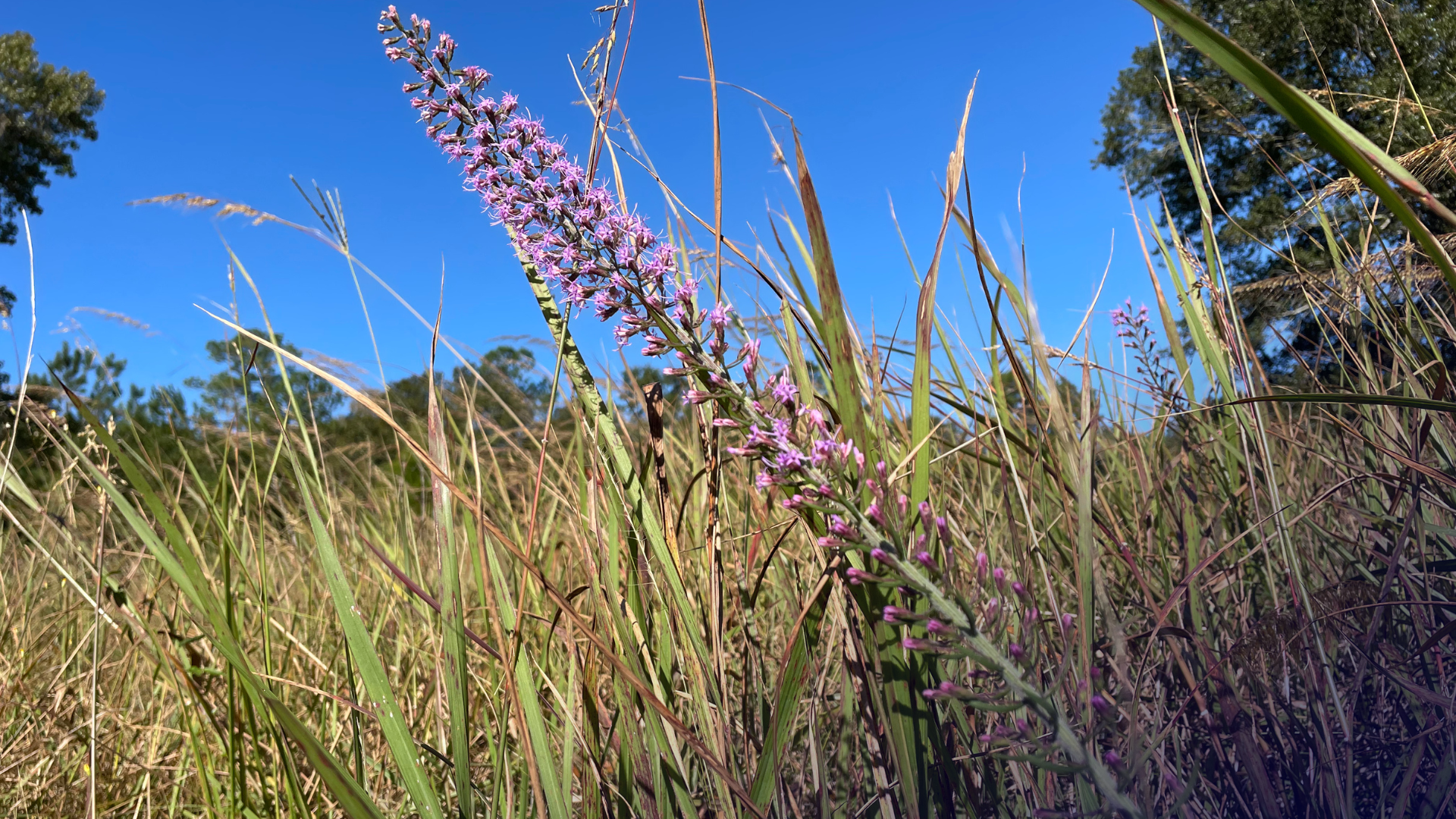 Fall Meadow Memorial Planting Day