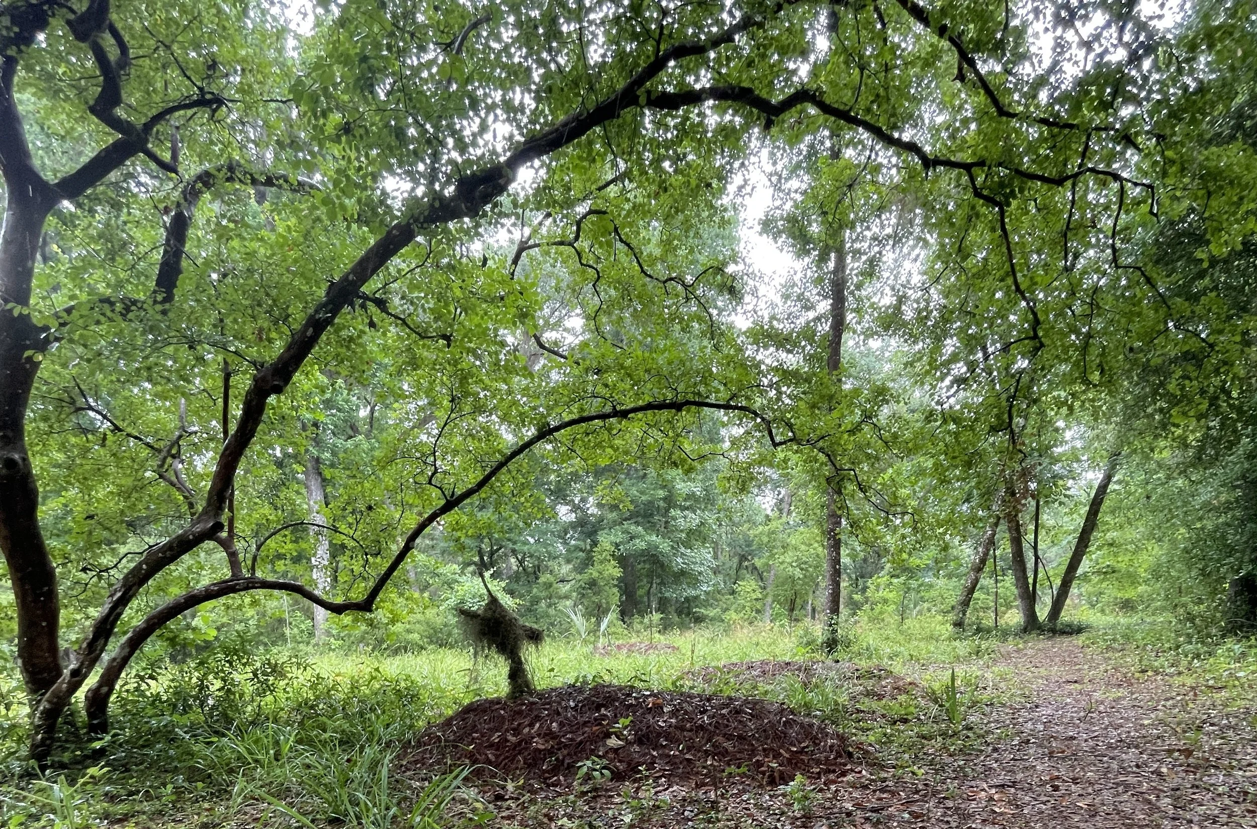 Back to the Basics: The Obvious Choice of Natural Burial