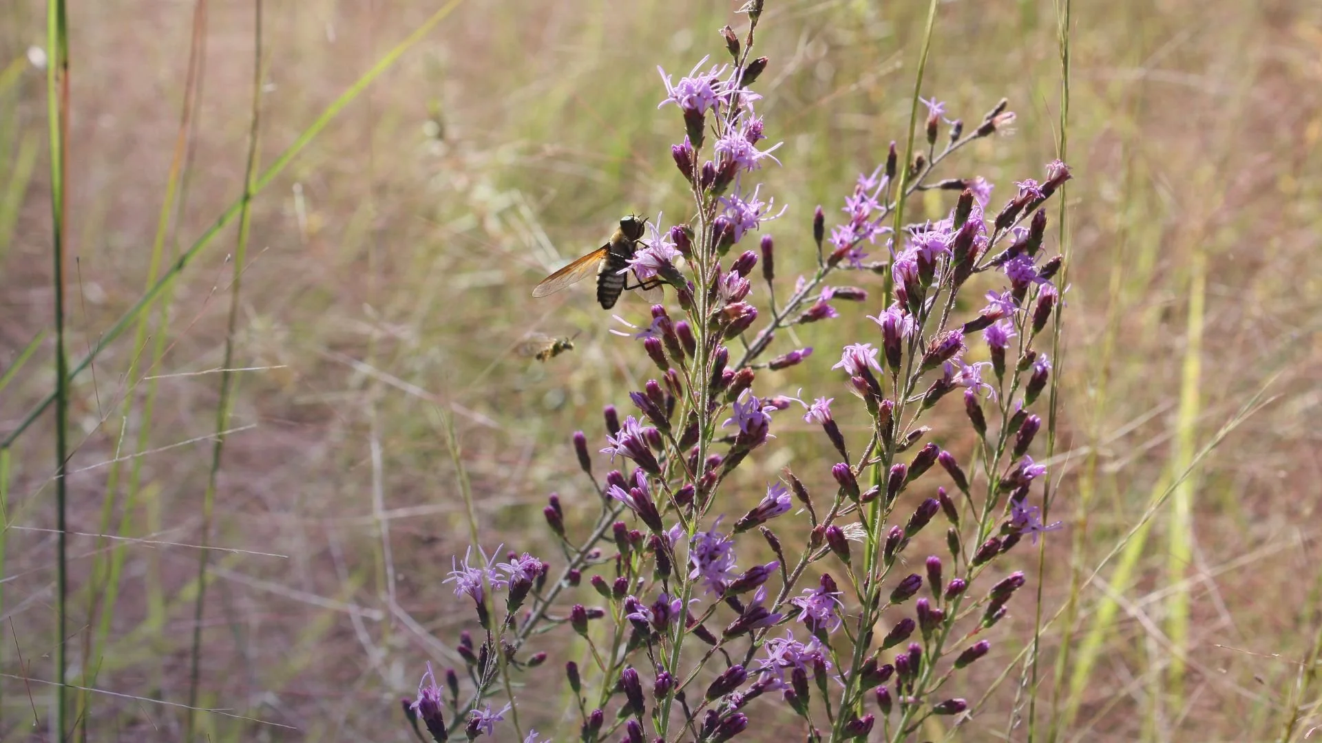 Fall Meadow Planting Day