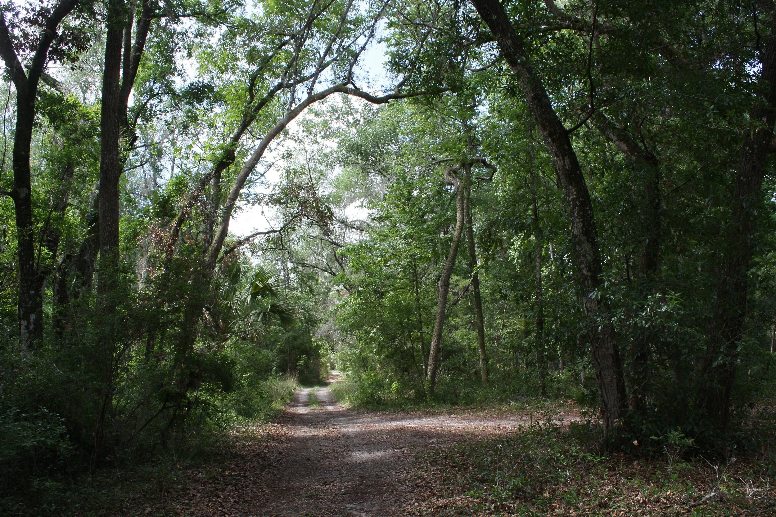 Walk in the Woods | Forest Bathing