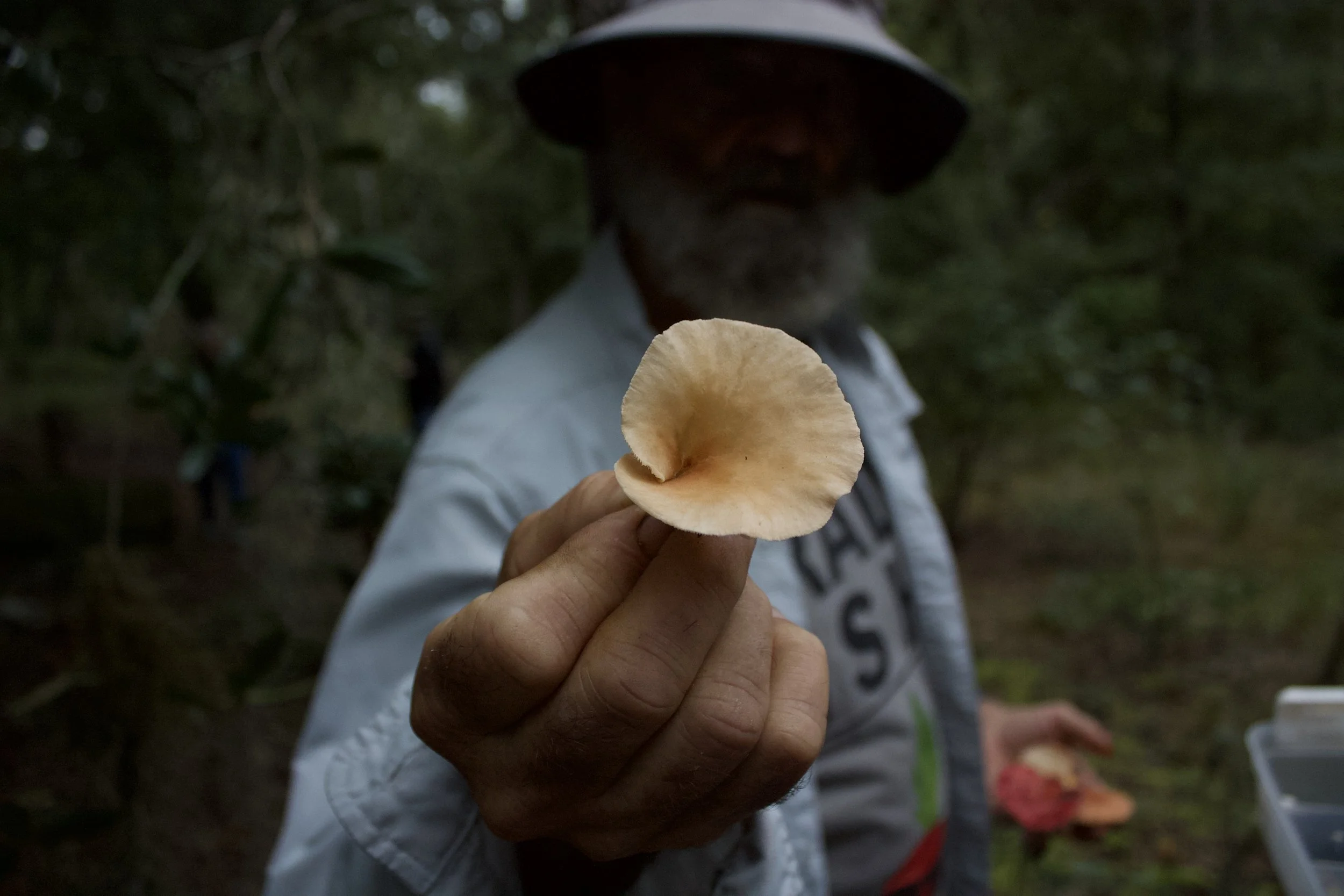 Mushroom Walk & Strings in the Cemetery