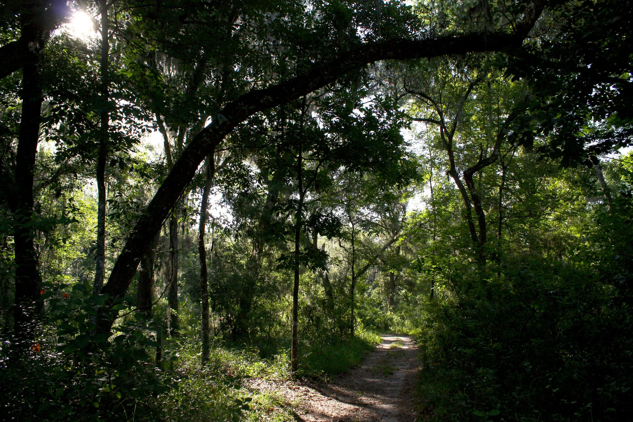 Walk in the Woods | Forest Bathing