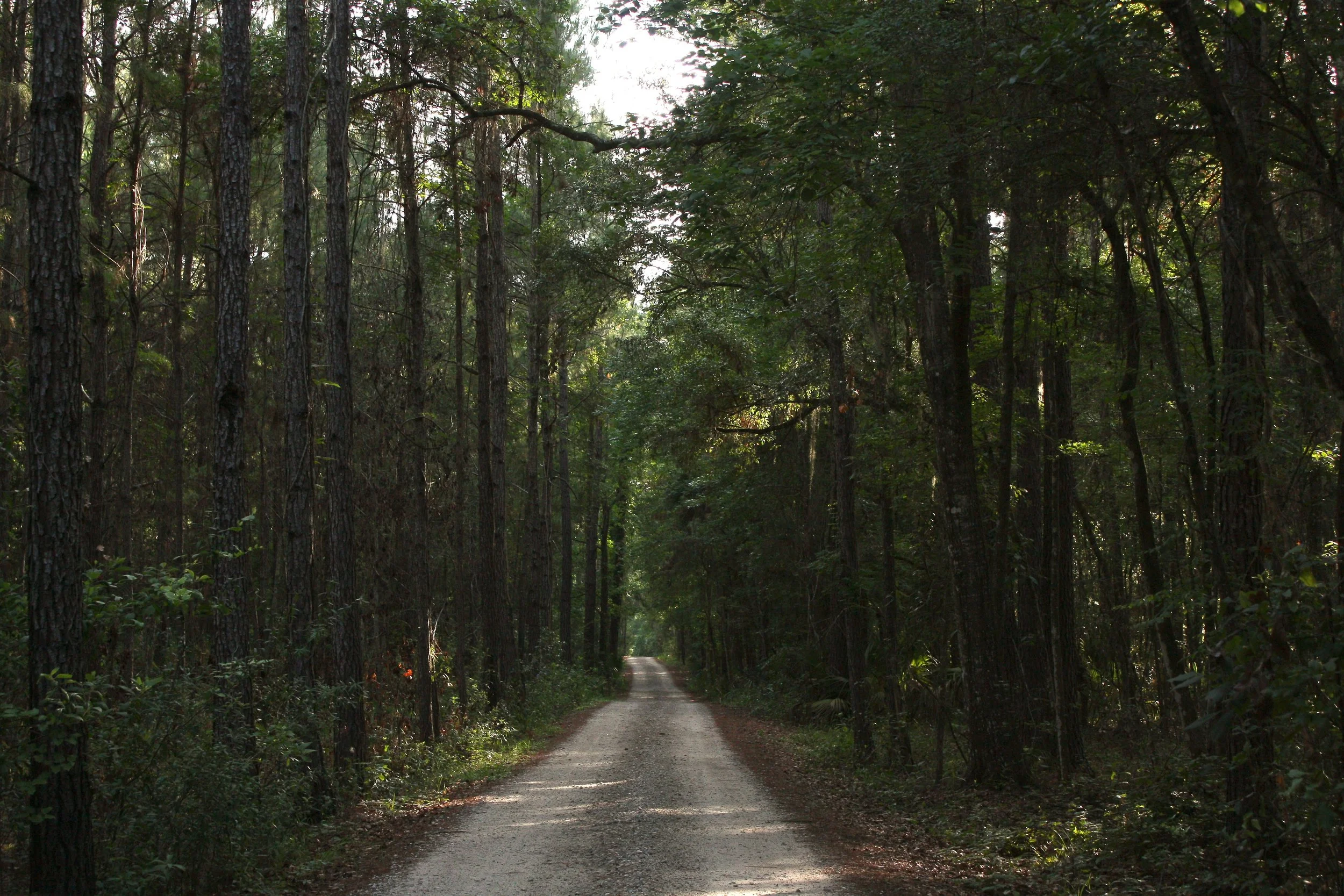 Walk in the Woods | Forest Bathing