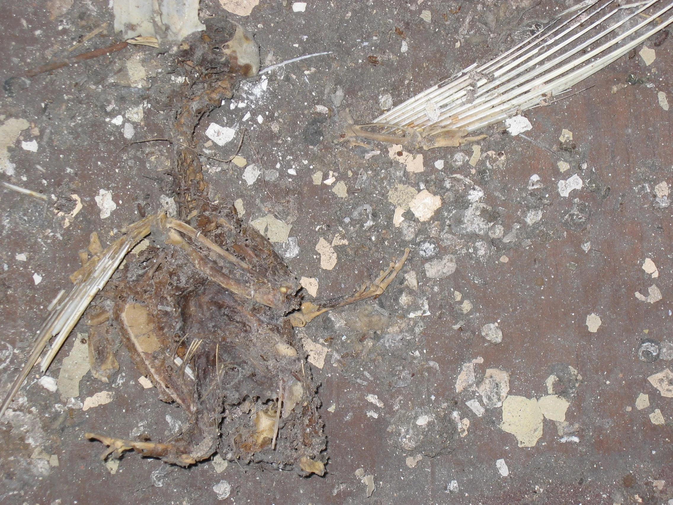 buff_transfig_dove of peace in a war-torn world.jpg