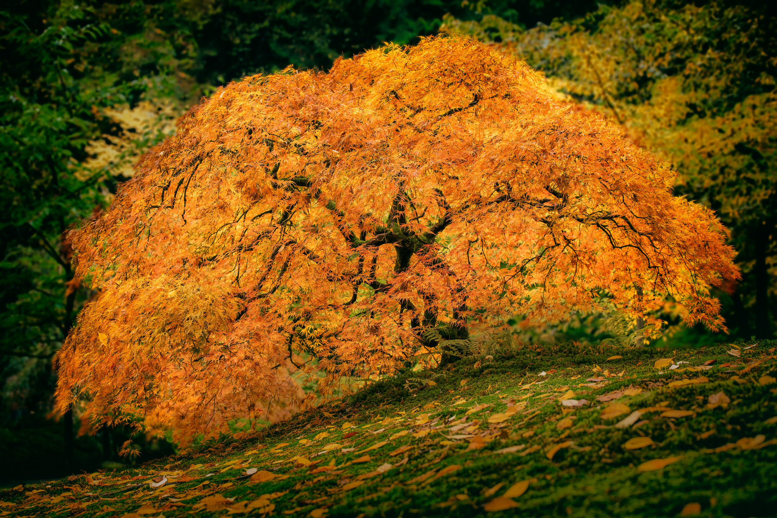 Portland Japanese Garden, Oregon