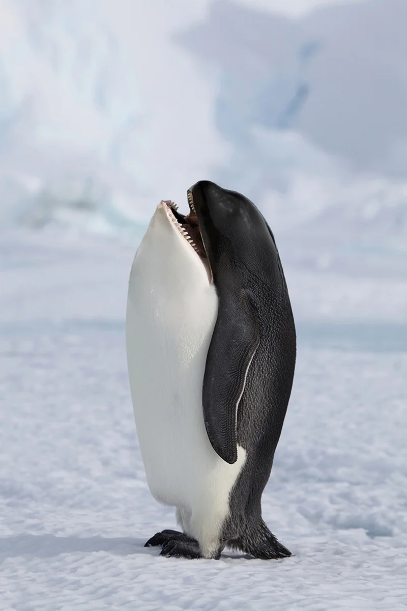 Pengwhale