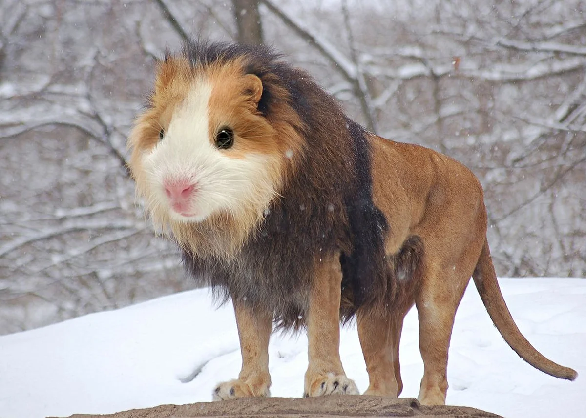 Guinea Lion.jpg
