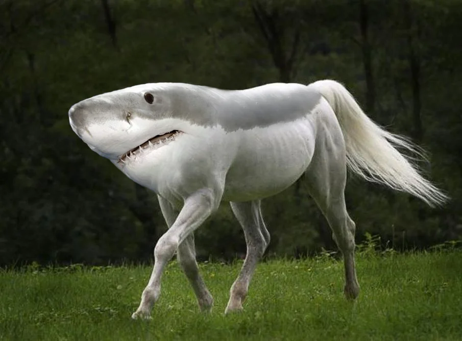 Shorse.jpg