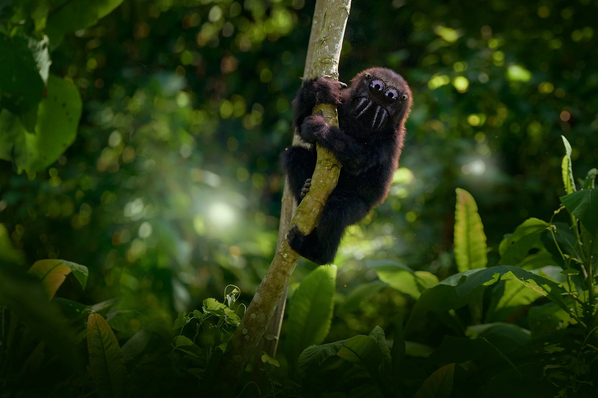 gorilla plus spider small.jpg
