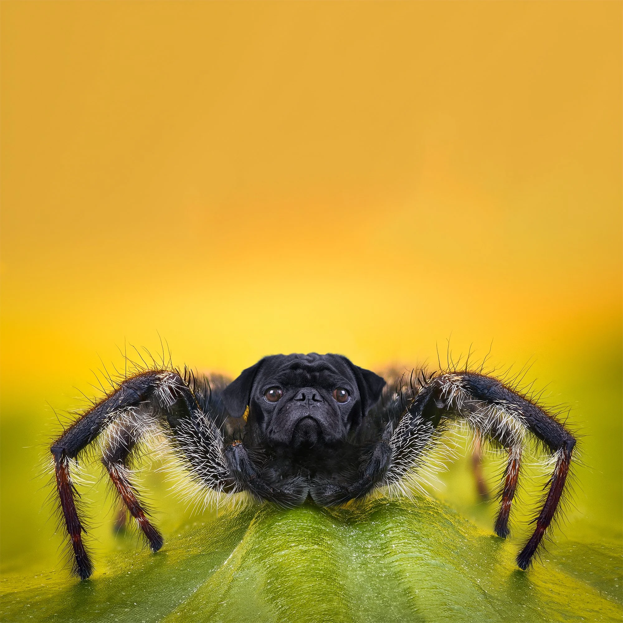 spider plus pug small.jpg