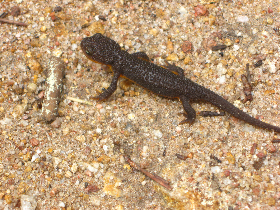 salamander-bucklin-trail.jpg