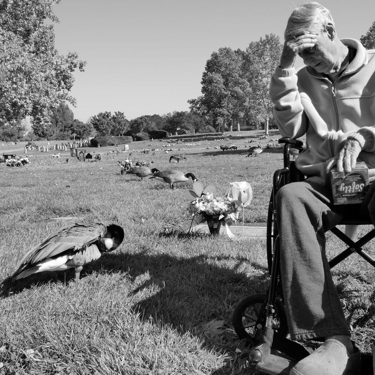 Graveside with grief, grandad, and geese. 

#griefjourney #geese #graveside