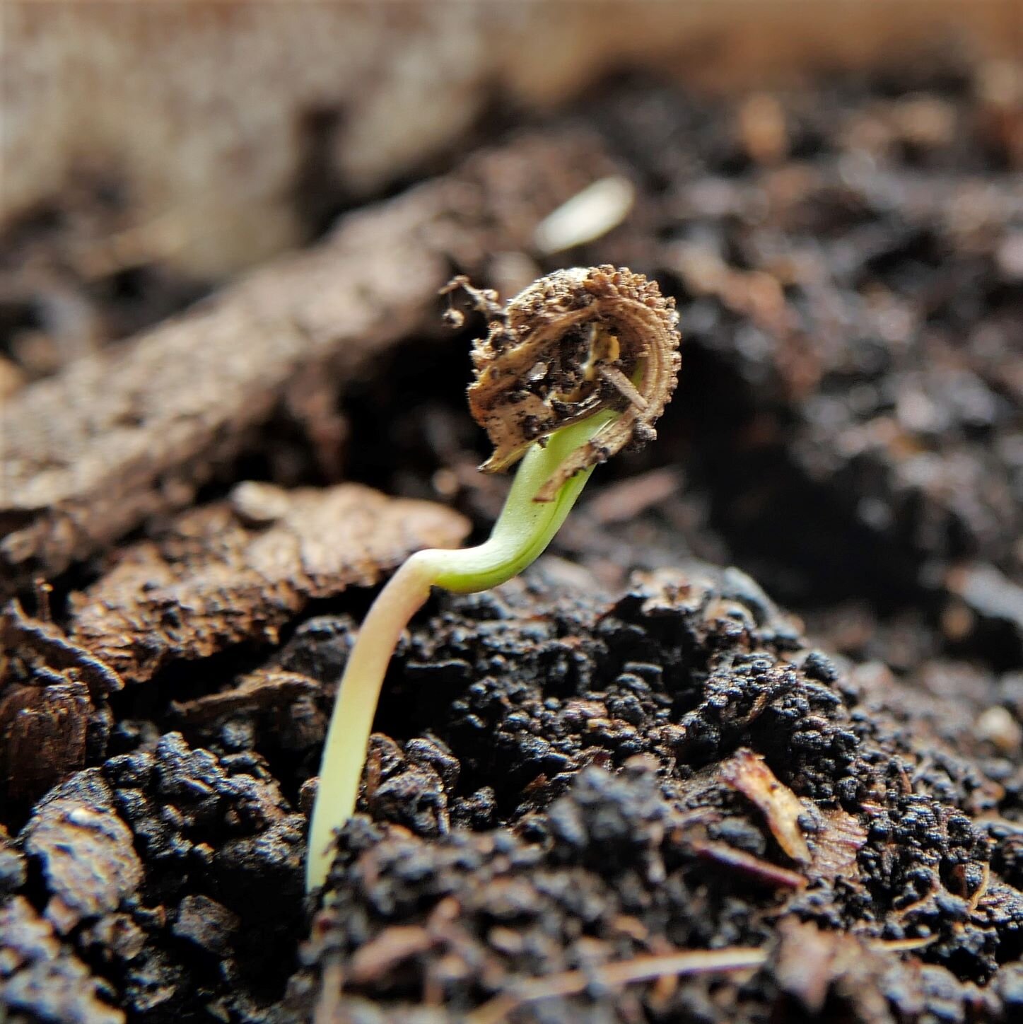 Calendula is born!

#calendula #seedling
