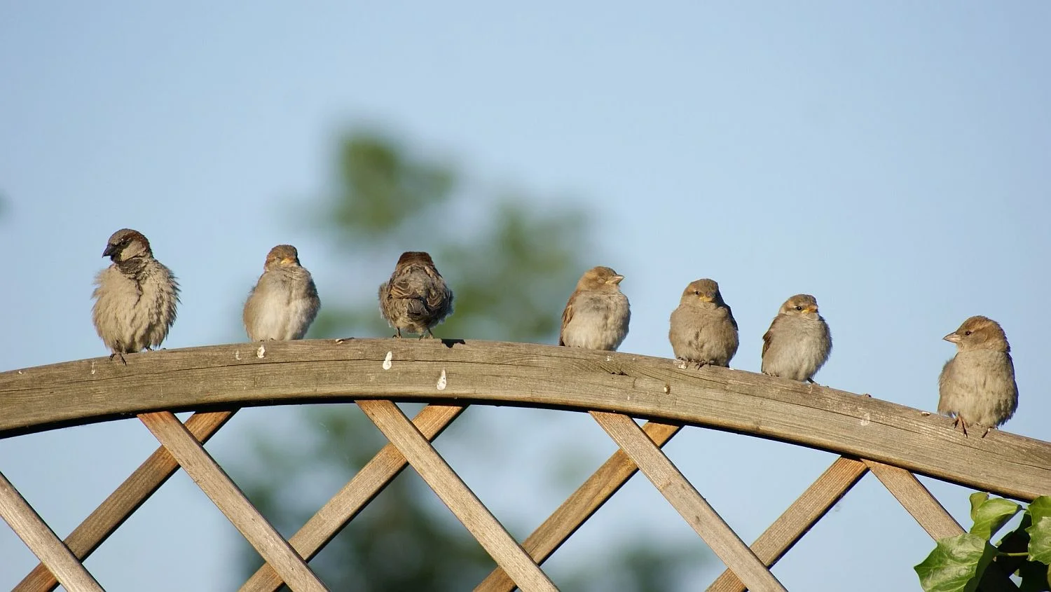 Who's Your Insultant?