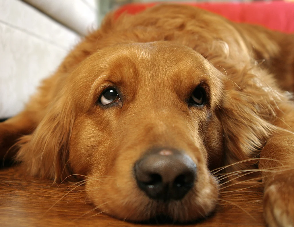 Without Effort the Mind Produces...