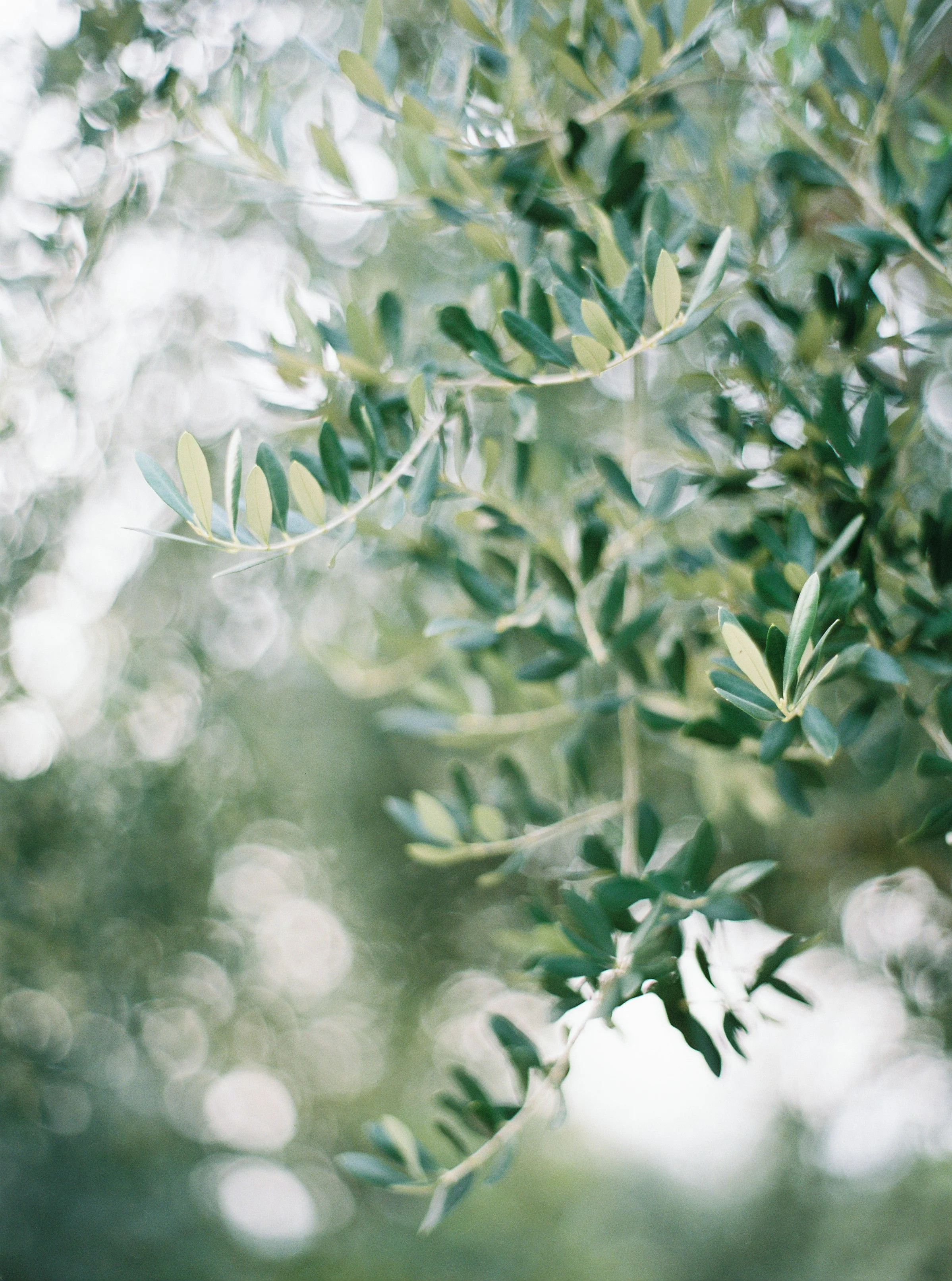 Olive Tree's of San Vigilio