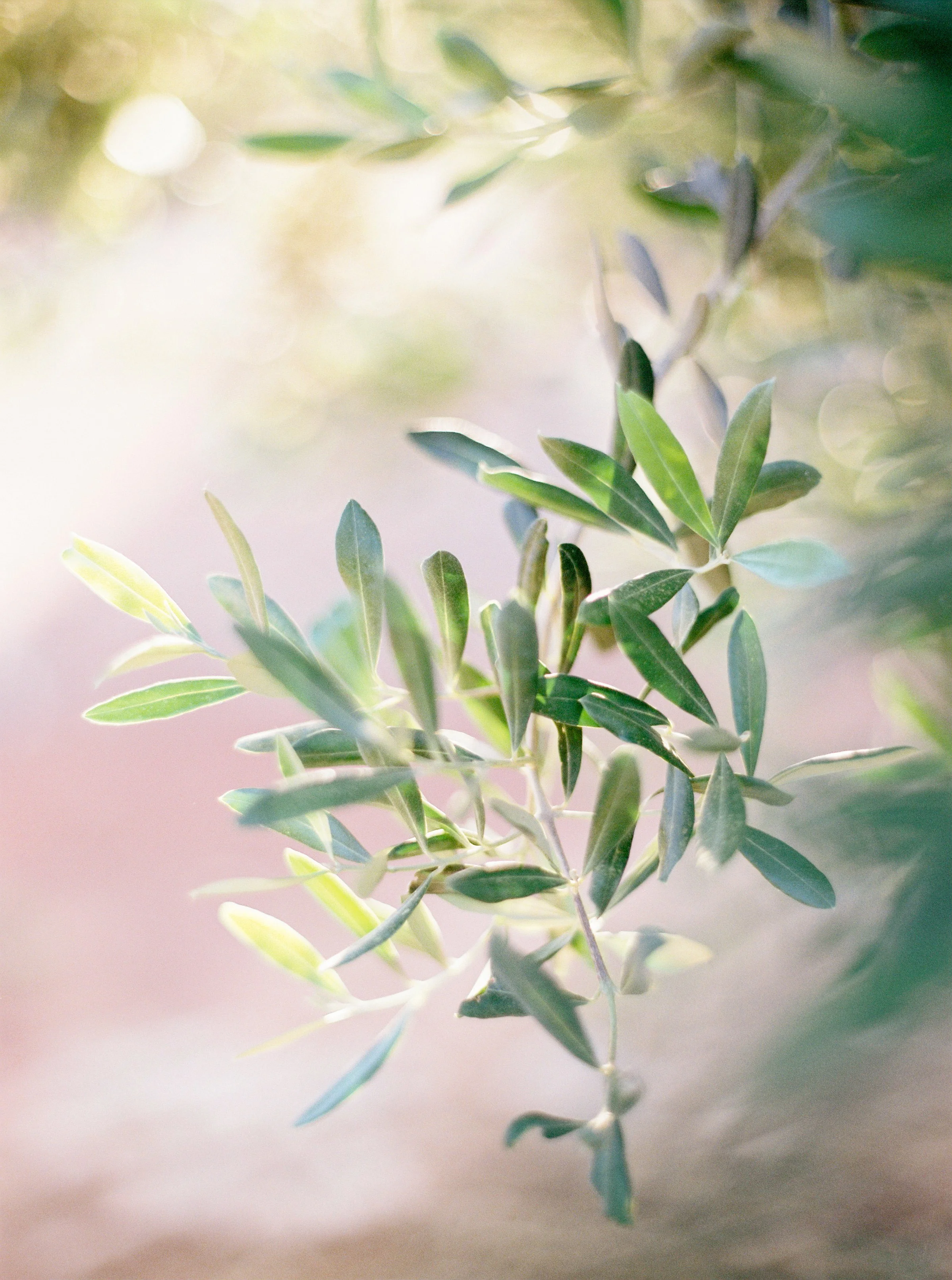 Olive Tree