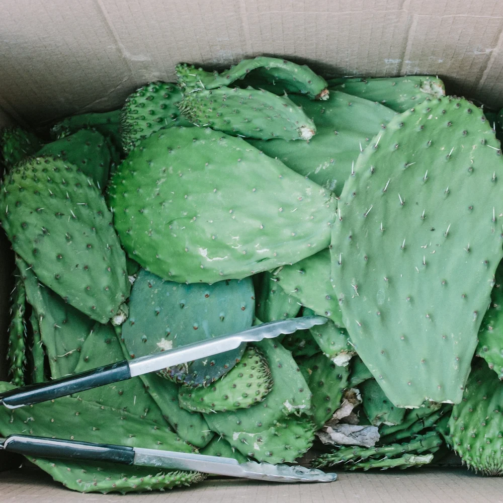 Cactus & Drylands Workshop feat. desert ArtLAB May 19, 2018