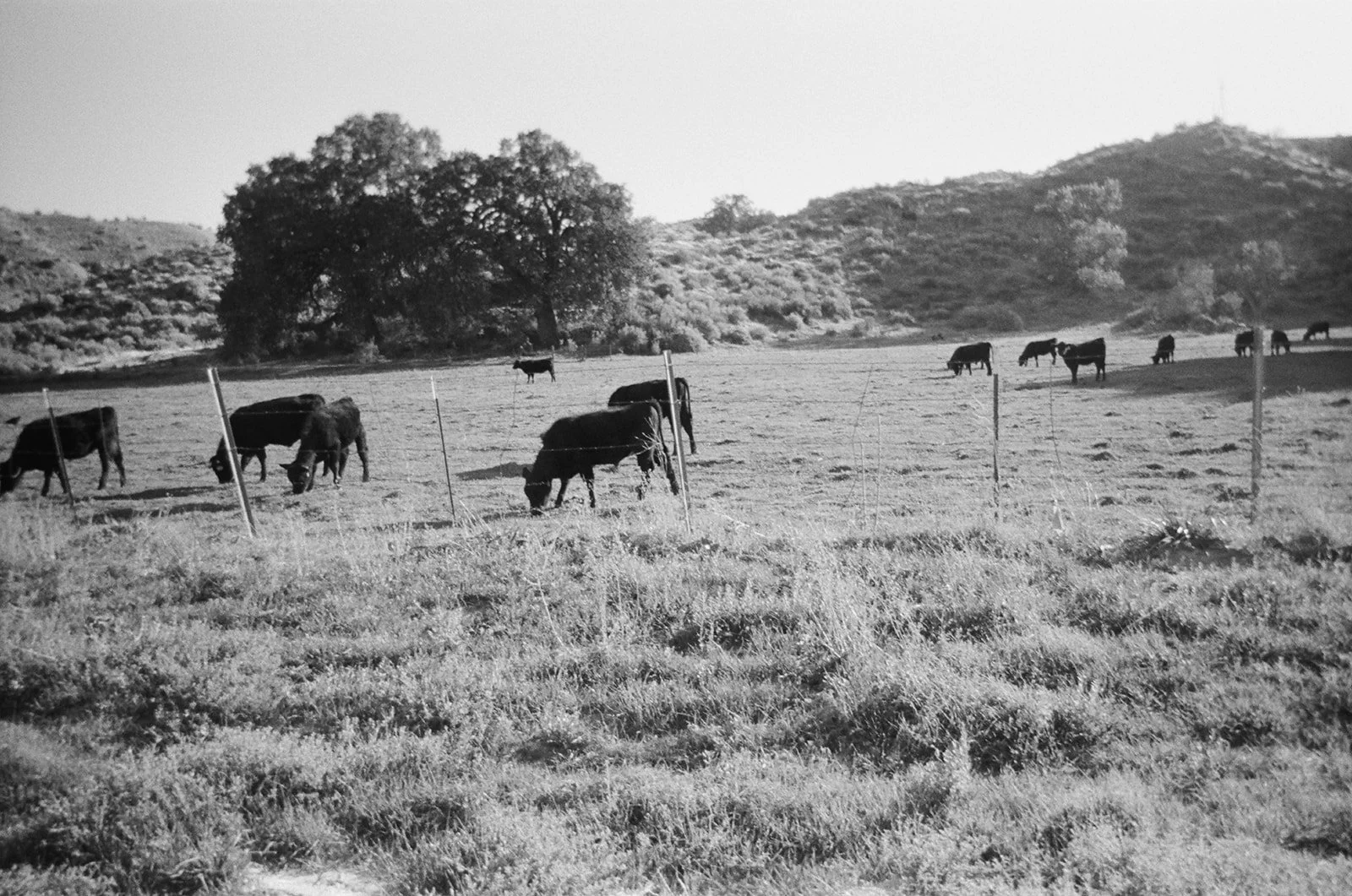733952_0025.jpg