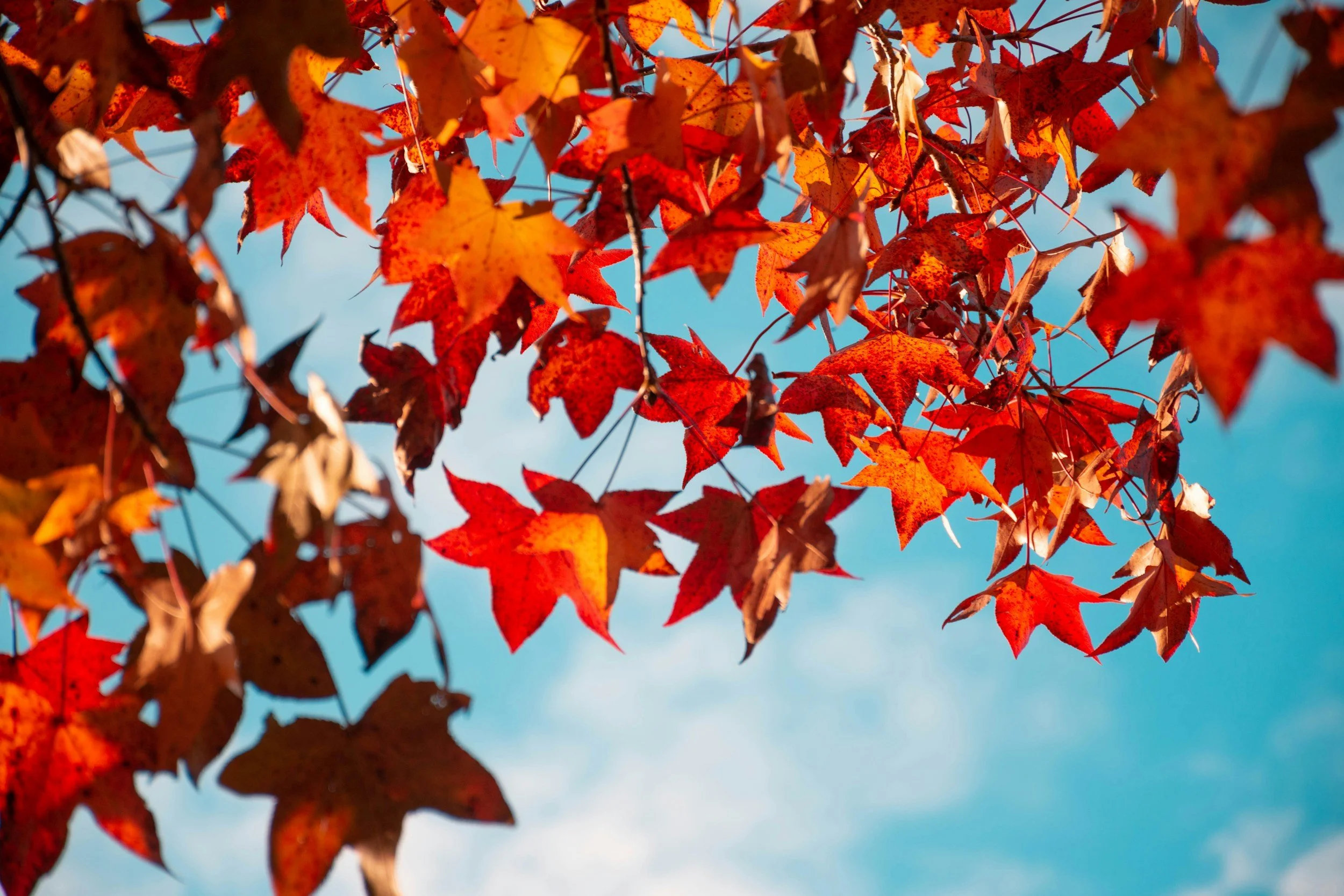 October 22, 2025 StPLC Events Update