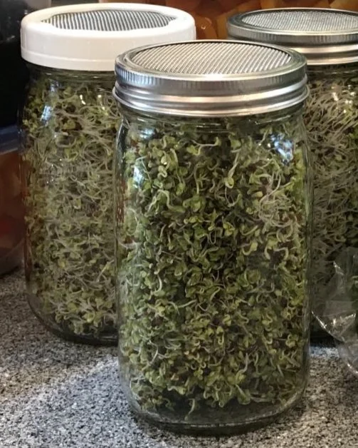 How to Sprout Broccoli Seeds