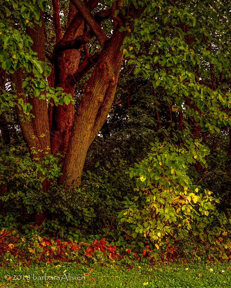 Wooded area just outside the back door.