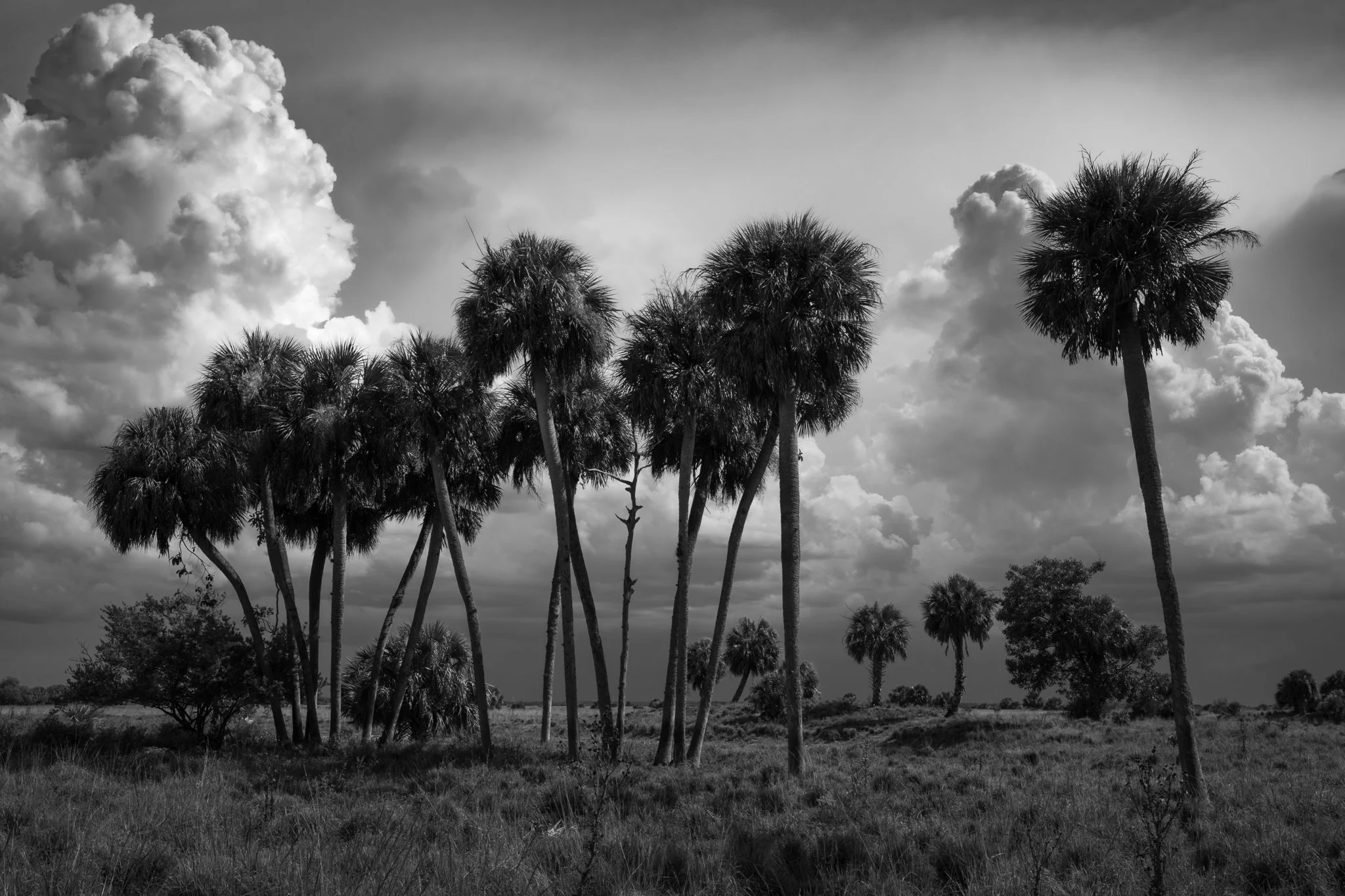 Highwaymen in Monotone
