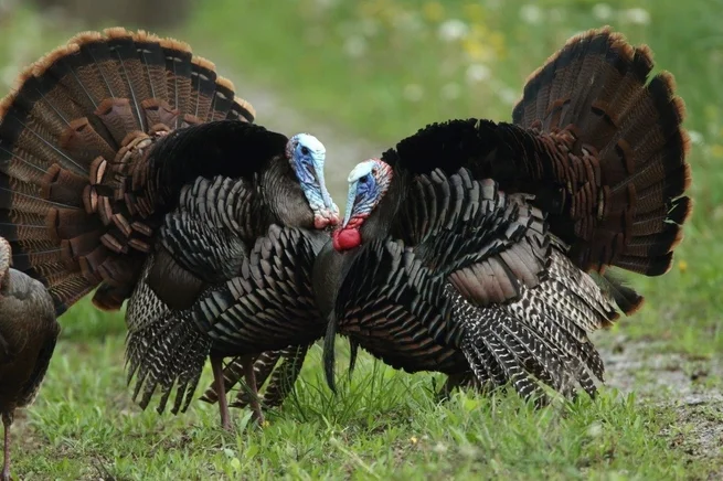 Turkey.jpg