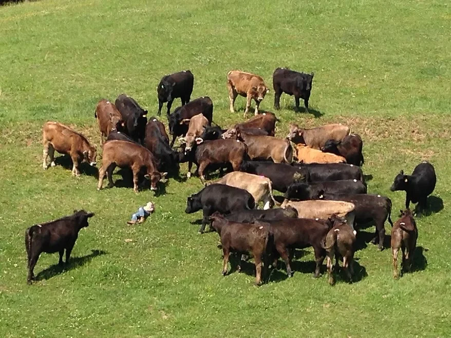 pasture raised, grass fed Black Angus and Braunvieh in a field surrounding local farmer Steve Whitmire in Brasstown, NC