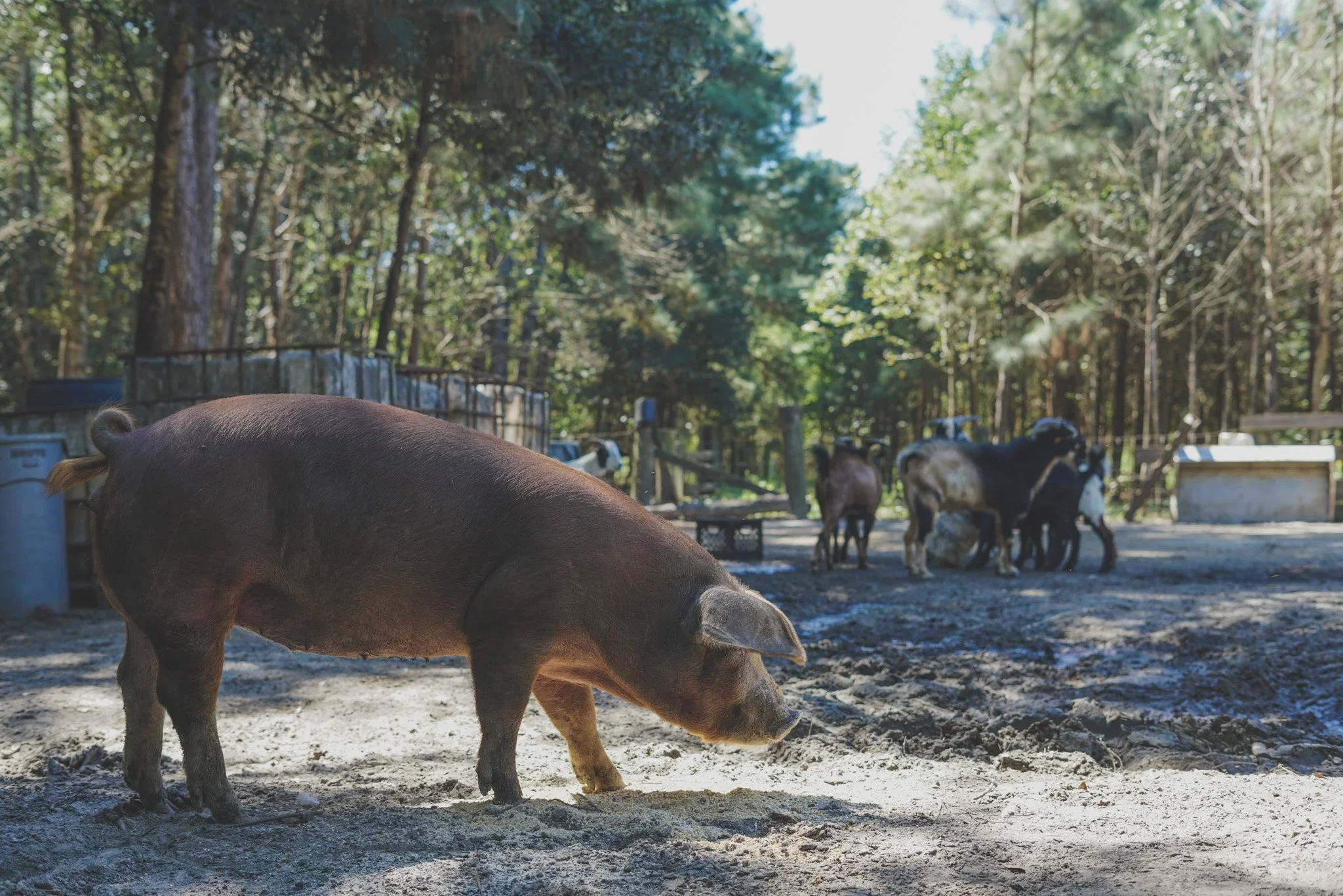 ethically raised, rotational grazing Peculiar Pig hogs on family-owned heritage hog and livestock farm that has been in operation for the  past 14 years