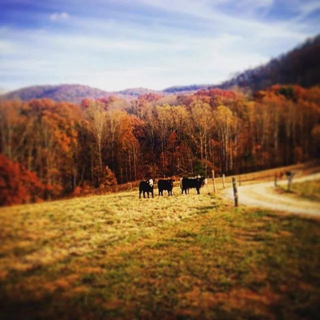 Cows in a field on multi generation AH&W farm in Boomer, NC