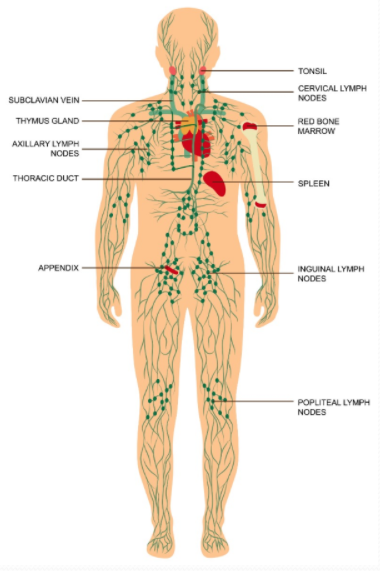 Ancient Medicine