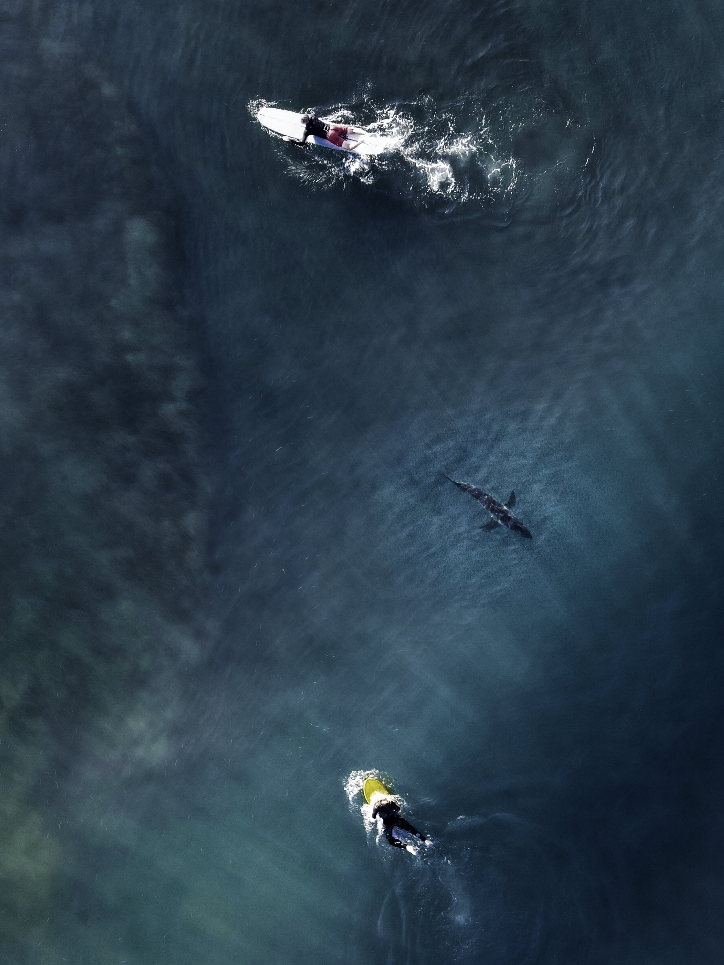 Shark Between Surfers