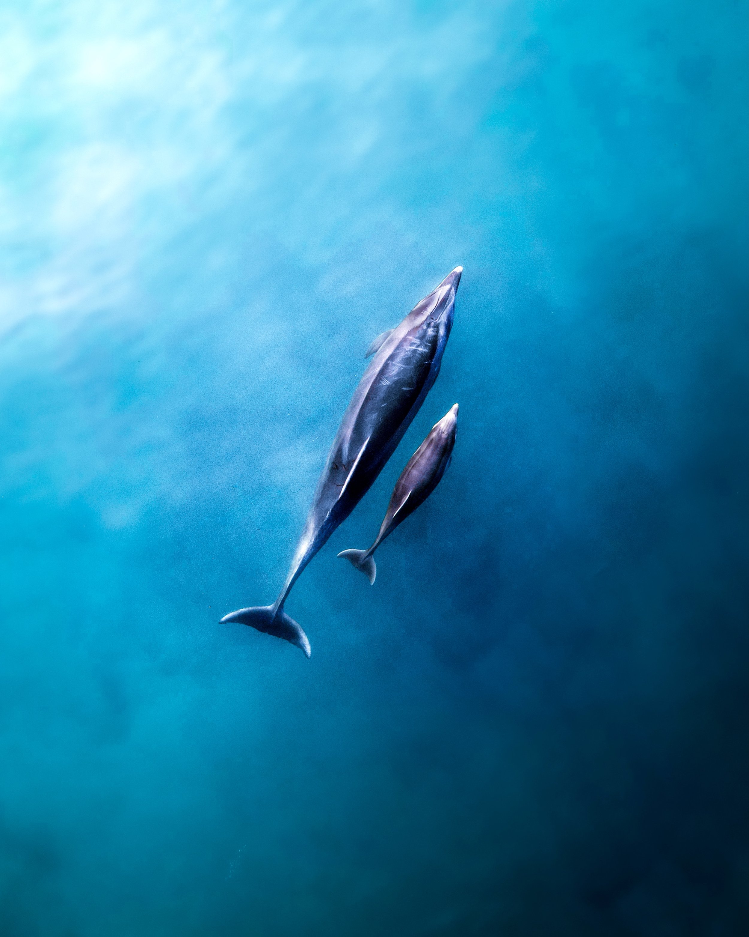 dolphin pair_.jpg
