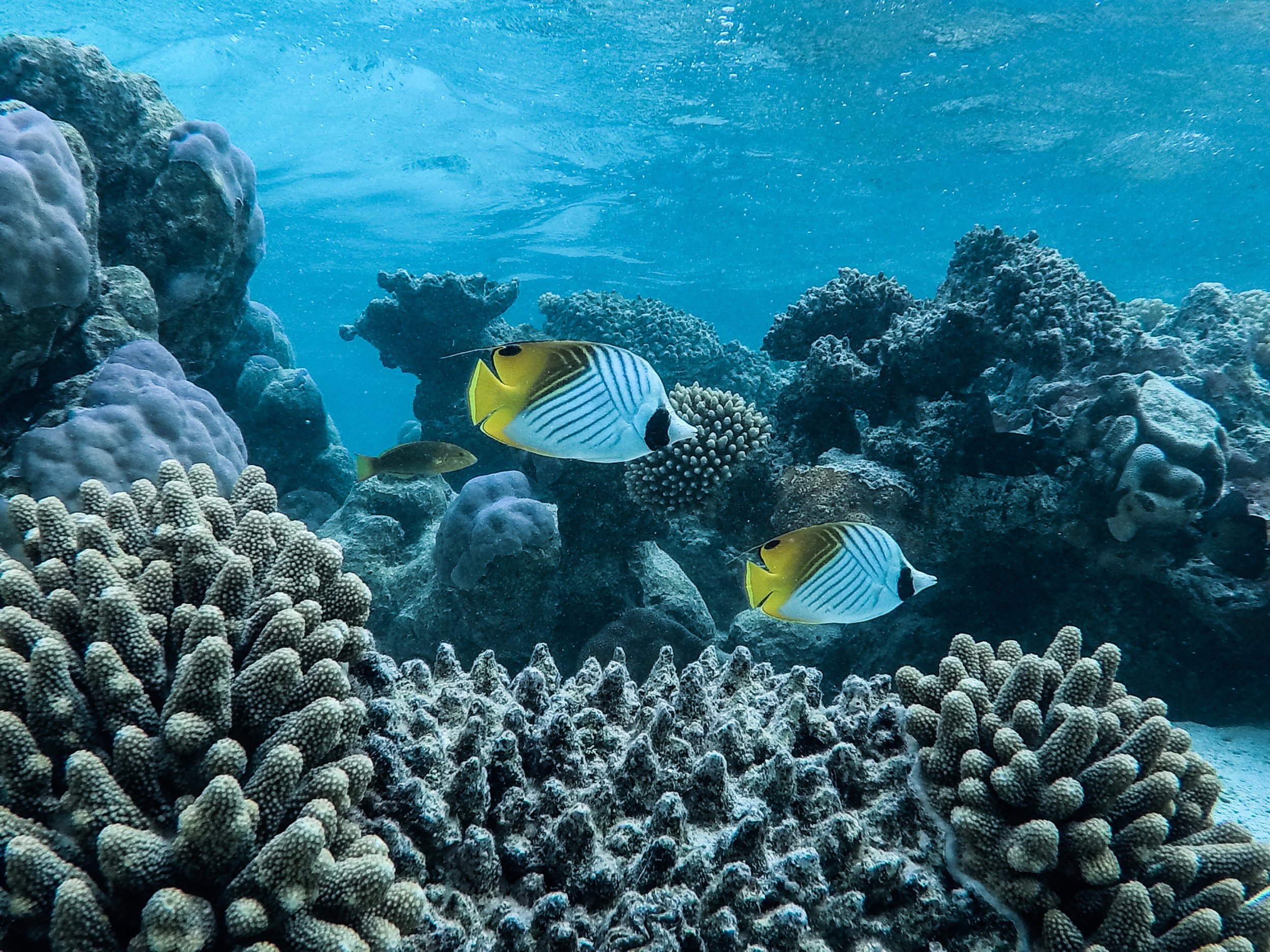Pair of Butterfly Fish