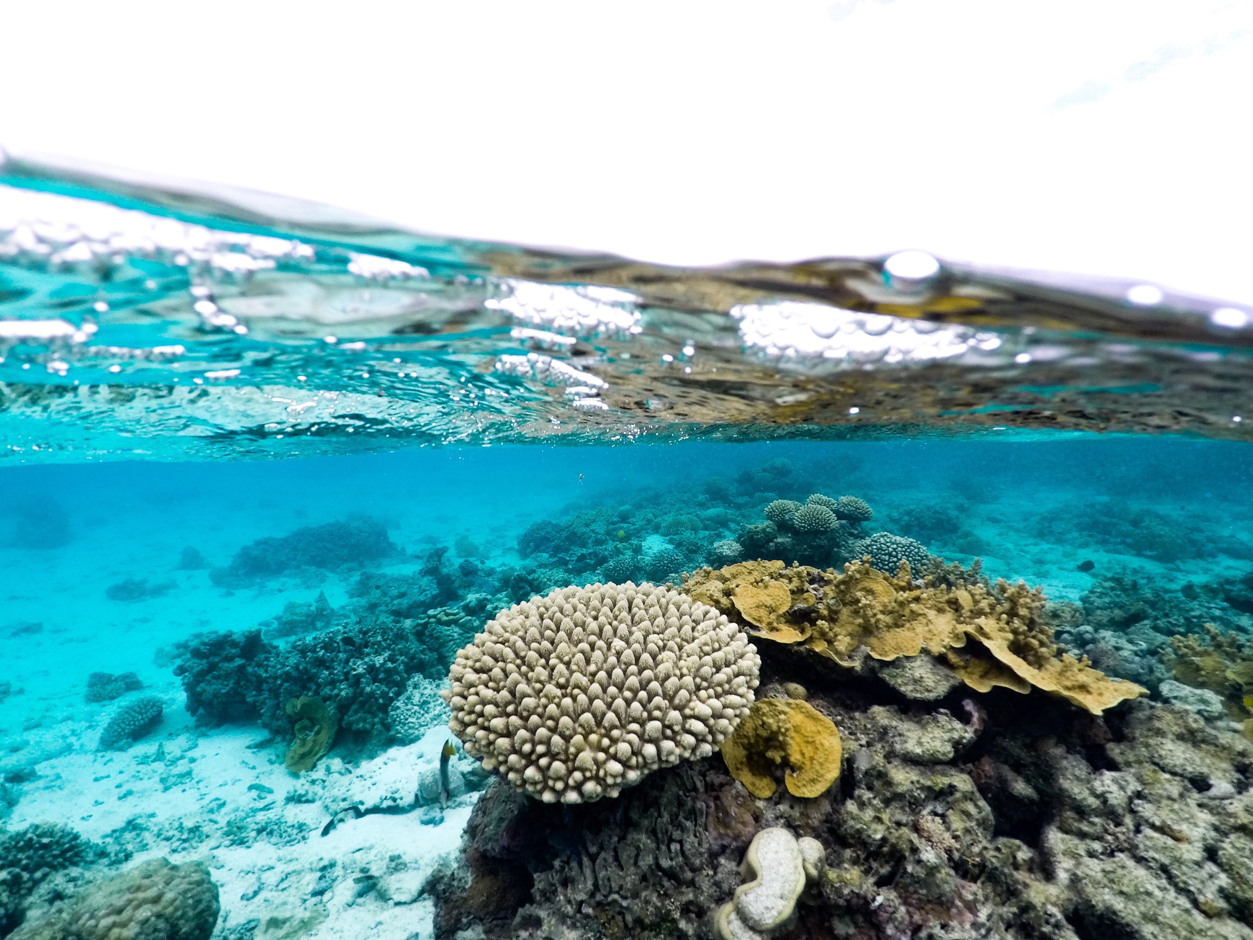 Rarotonga Reef