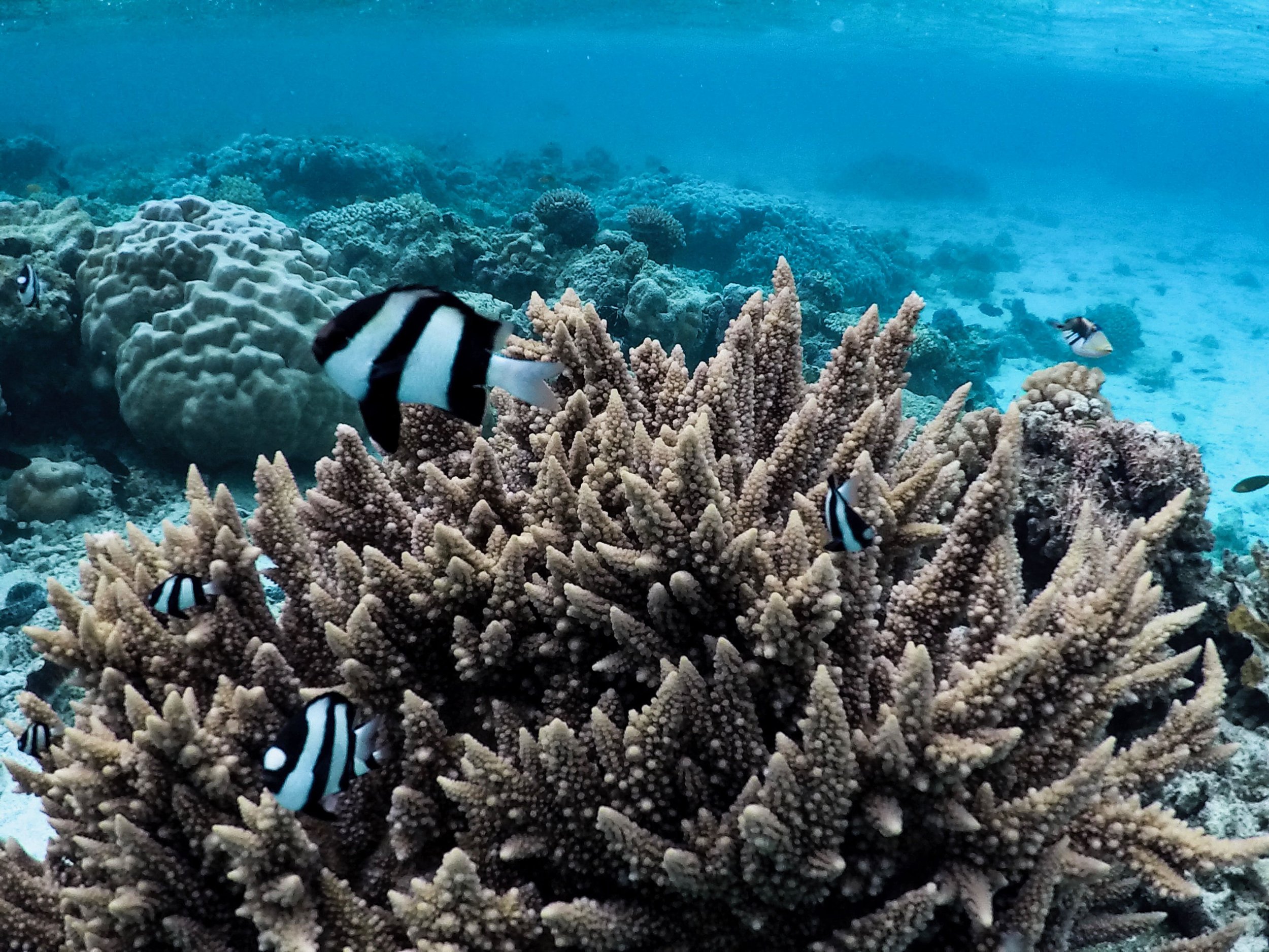Rarotonga Reef Up-Close