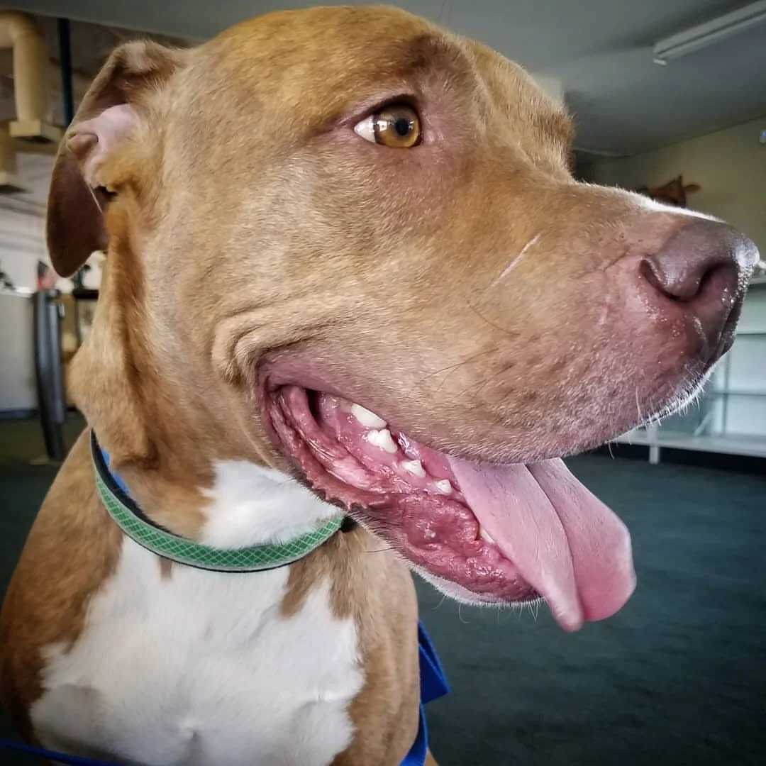 Happy boy, Buster Brown.