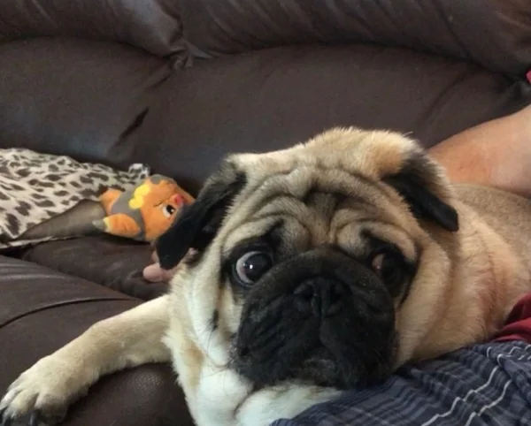 “Billy Bob started losing the use of his hind legs around Jan 2018. Right now he can get around in the house or yard, but can't do stairs or walks more than 20 feet. His right foot knuckles under and he drags it. His left foot is starting to be affected now, he drags it at times. He loses his balance easily.” —Joanie, Billy Bob’s Mom.