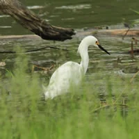 Snowy Egret Photo: Bob Dill