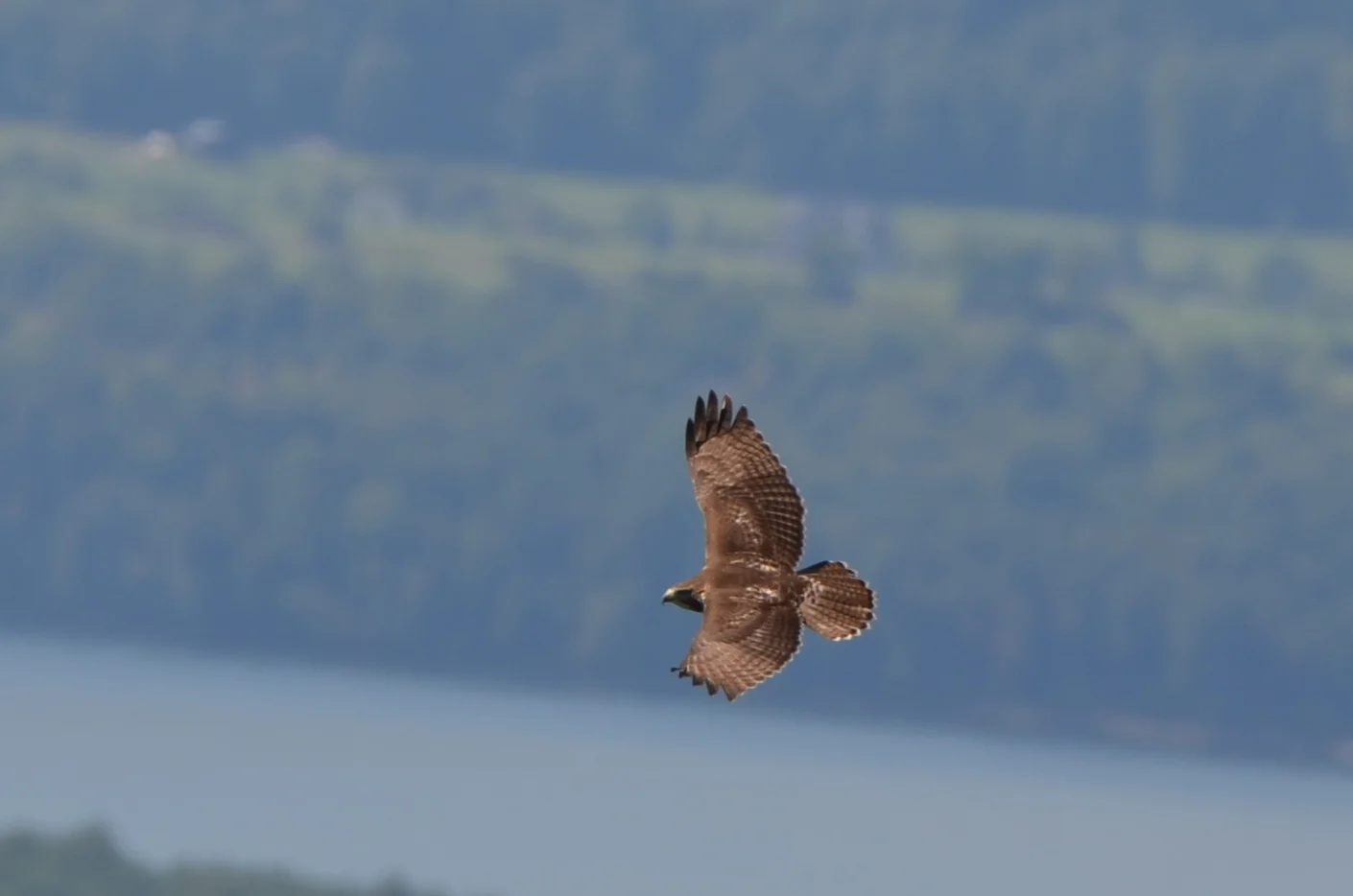 Red-tailed Hawk Photo: Mike Sargent