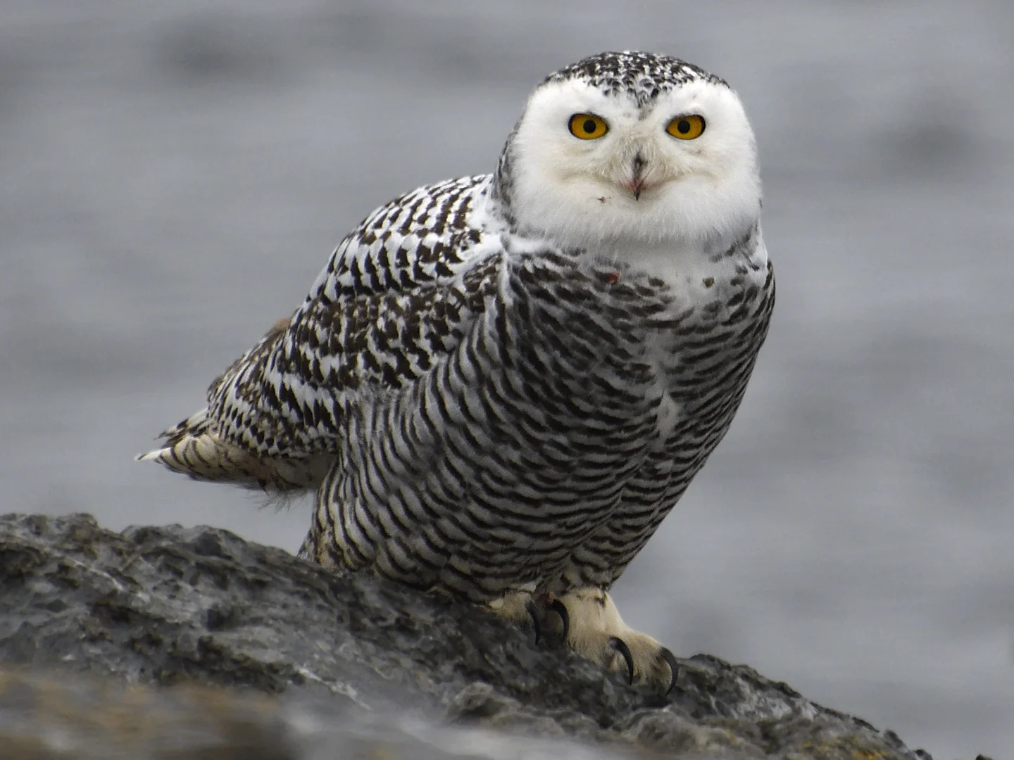 Snowy Owl - Causeway.jpg