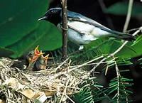 Black_Throat_BlueWarbler_200.jpg