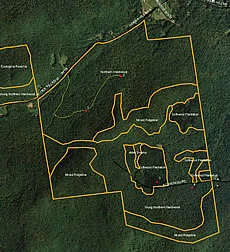 HinesburgForest_230.jpg