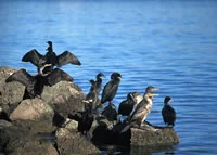 dc_cormorantsA_200.jpg