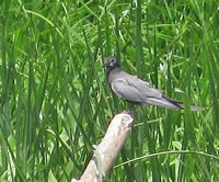 Black Tern