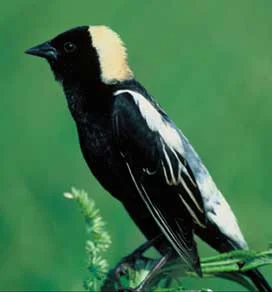 bobolink-lg.jpg