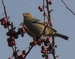 Pine_Grosbeak-resized2.jpg