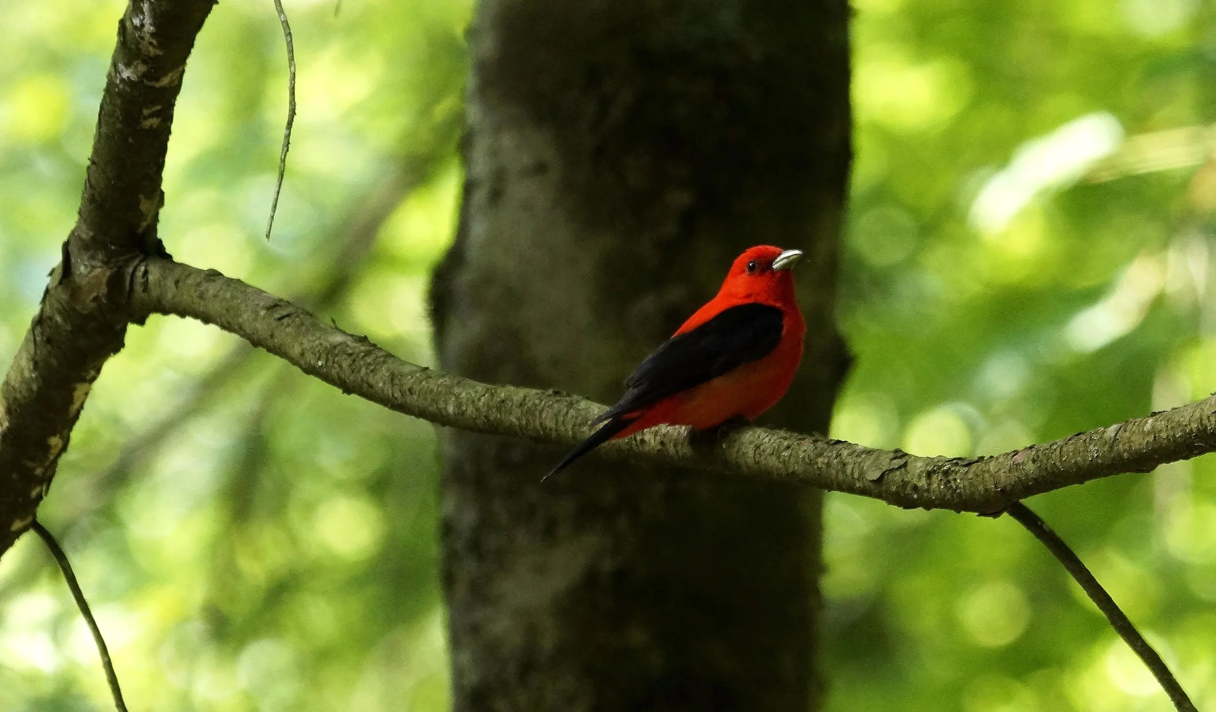Scarlet Tanager Photo: Marc Faucher